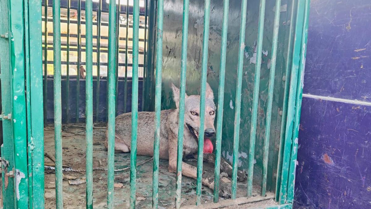 6-year-old, among three injured in animal attack in UP's Bahraich