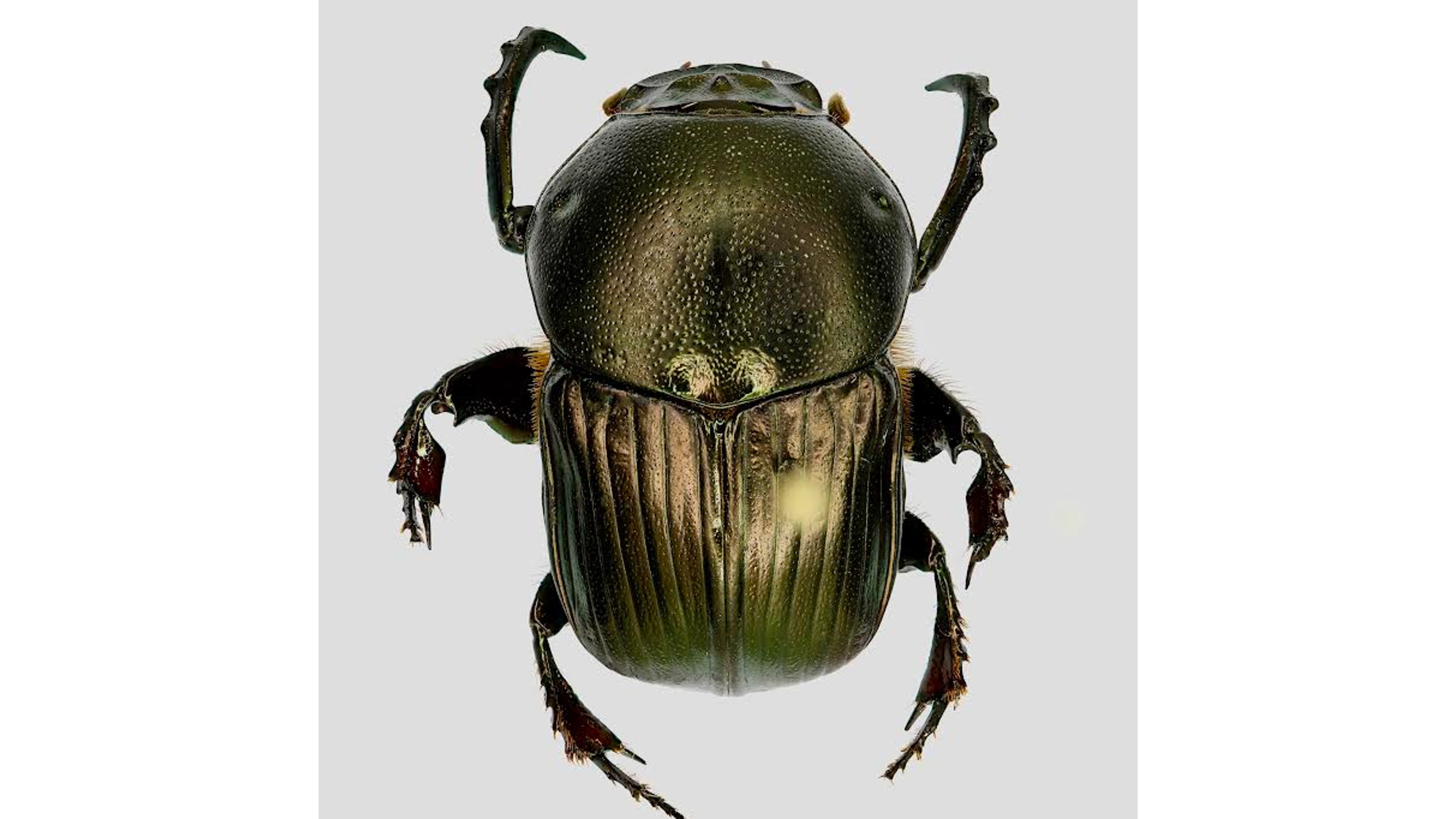 Researchers report new dung beetle species in Hesaraghatta grasslands