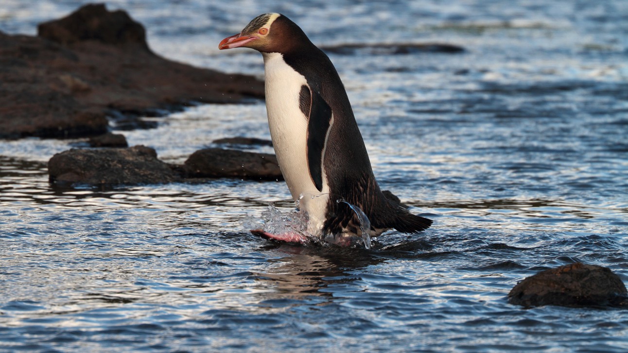 Shy and smelly 'hoiho' penguin wins New Zealand bird of the year in tough polls