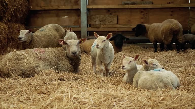 Portugal reports outbreak of bluetongue disease on sheep farm