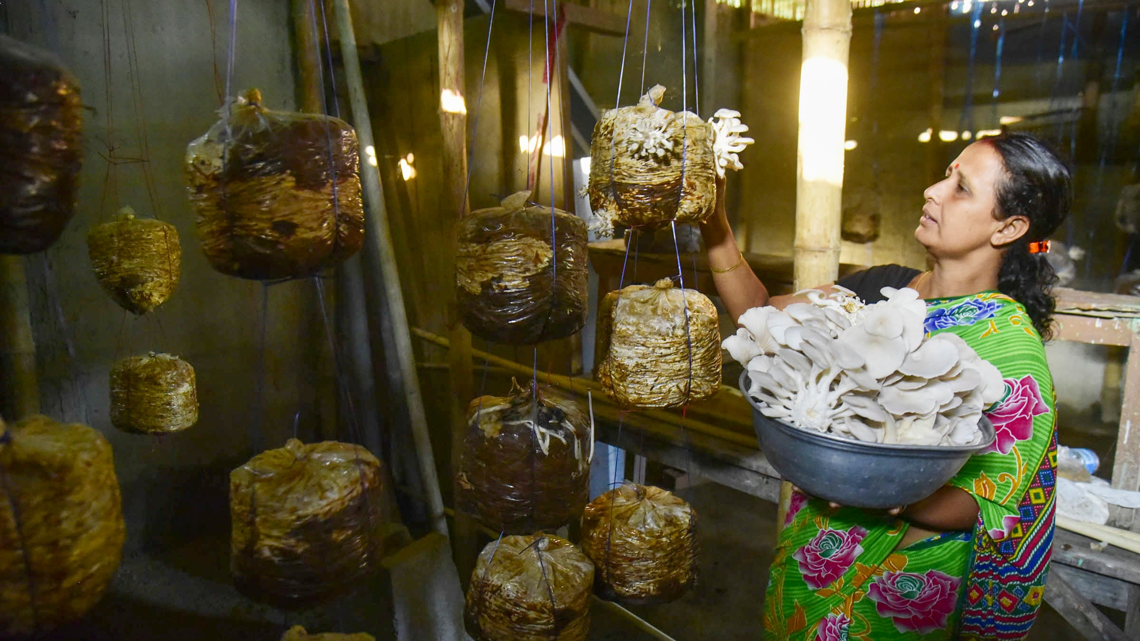 Spurt in mushroom output on budding demand