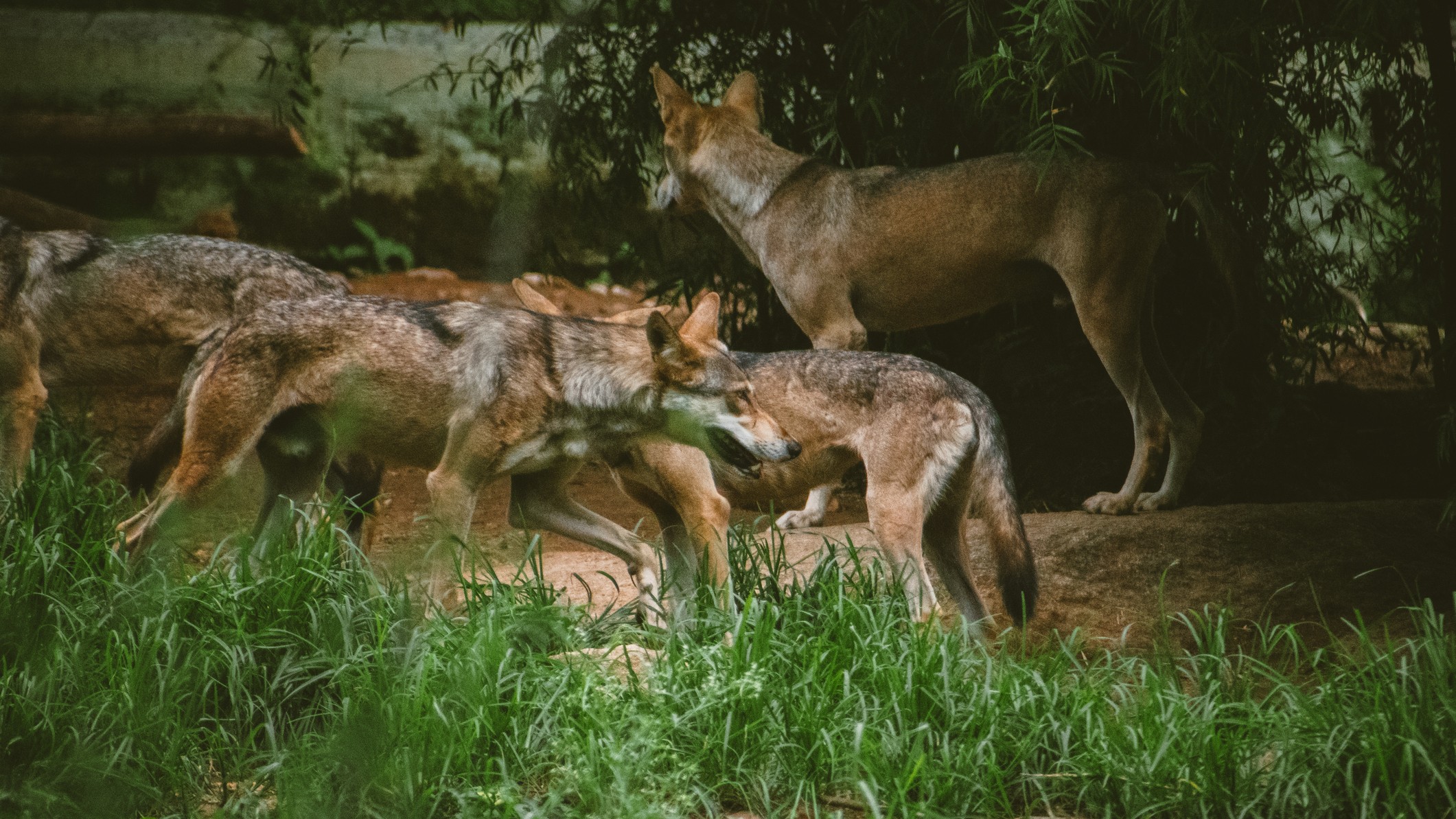 Uttar Pradesh: Fresh wolf pack sighting causes panic among locals of Bahraich