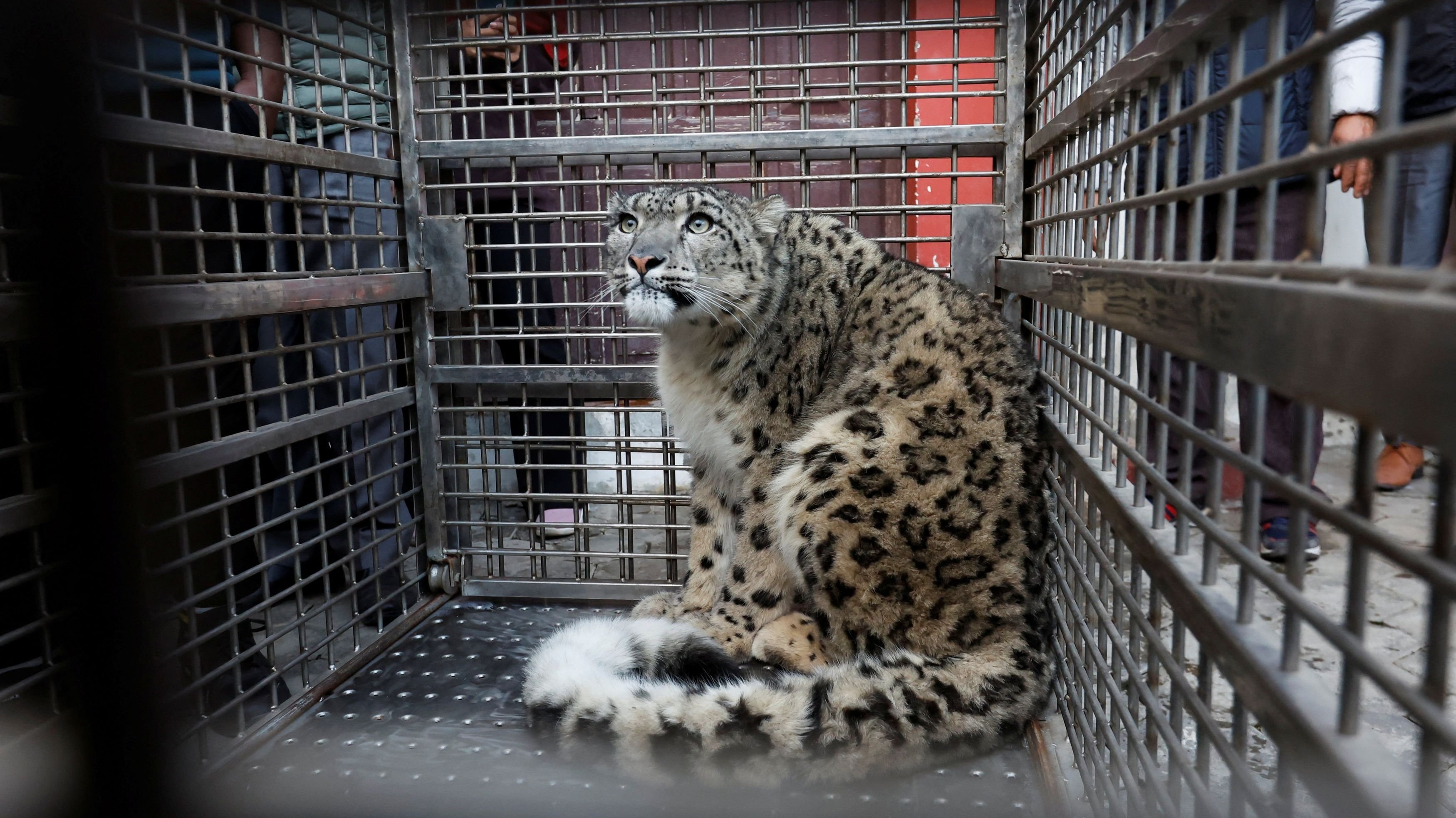 Snow leopard in Shimla's Kufri Zoo suffers from cancer, wildlife dept seeks help of researchers