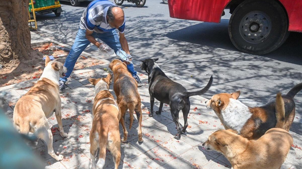 BBMP launches pilot project to microchip street dogs
