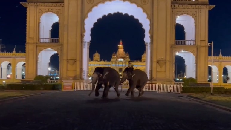 Panic grips as two Dasara elephants clash, break free from Mysuru palace ground