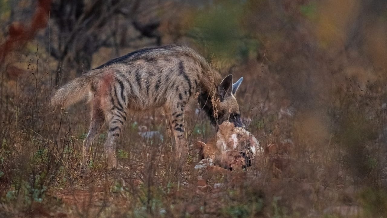 Karnataka's first sanctuary for hyenas proposed in Belagavi