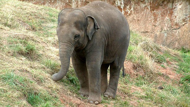 Karnataka decides to gift 4 tamed elephants to Andhra Pradesh