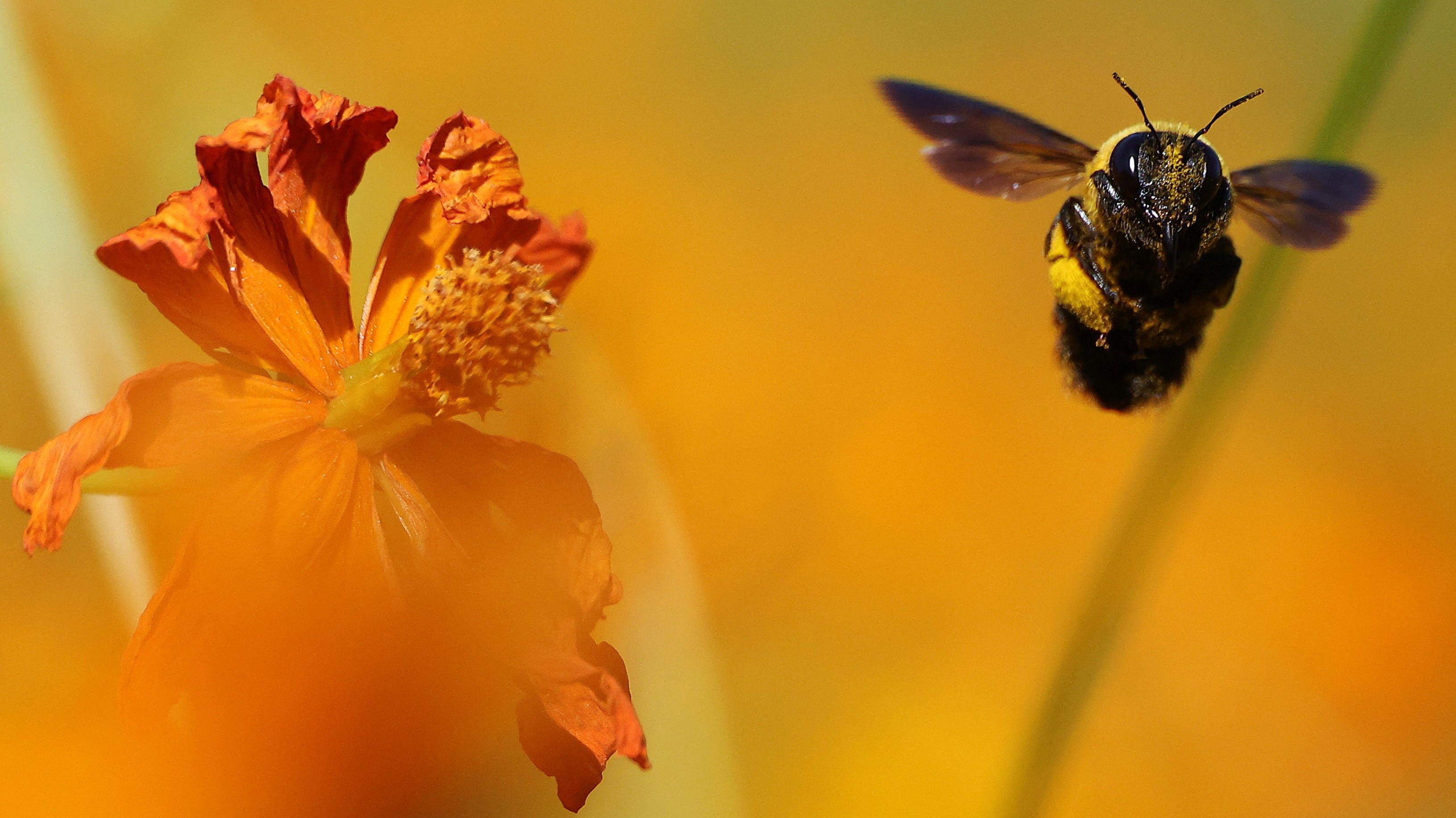 Bees count from left to right just like some humans, apes and birds – new research