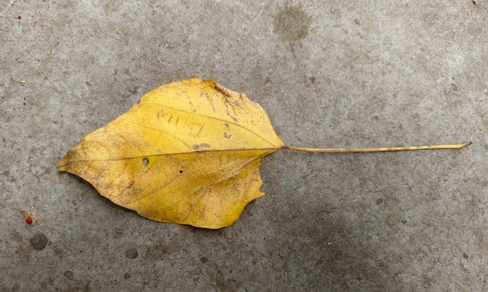 Vivo T3 Ultra's camera sample captured in close-up range. 