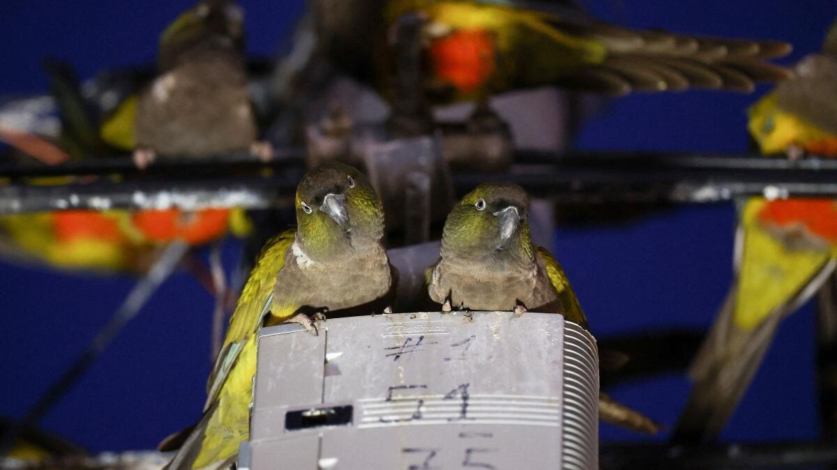 Hitchcockian horror: Argentine town battles parrot invasion