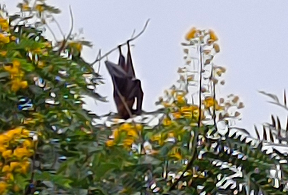 Vivo T3 Ultra's camera sample with 20X zoom.