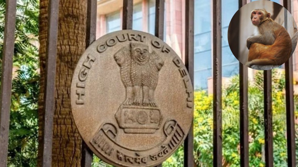 Feeding monkeys not animal welfare, puts them in conflict with humans: Delhi High Court
