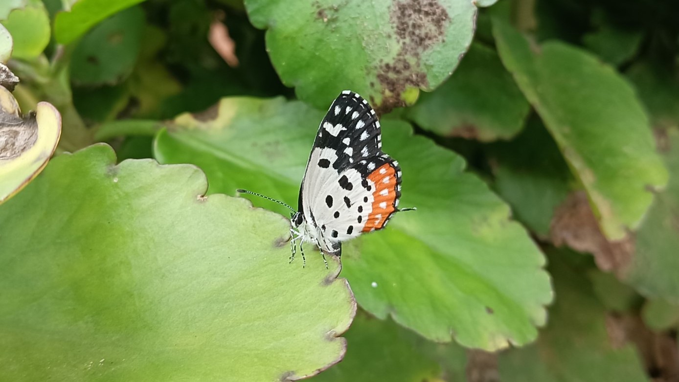 A butterfly with a unique lifestyle