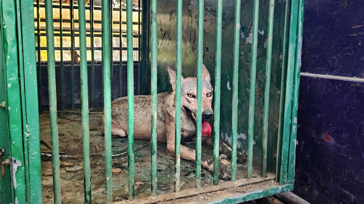 'Operation Bhediya' concludes in UP's Bahraich as last wolf standing beaten to death by villagers