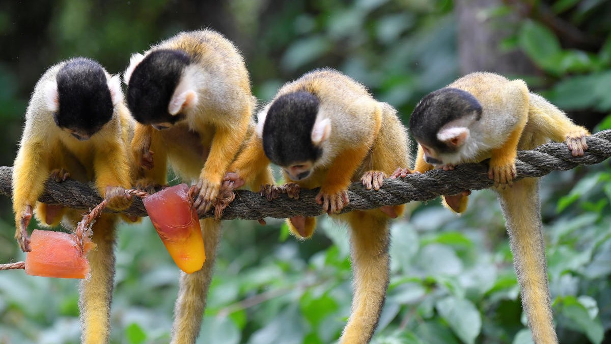 Eight monkeys found dead at Hong Kong zoo