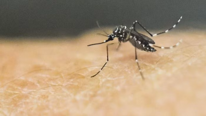 14 of 25 districts of Arunachal eligible for malaria-free certification: NCVBDC