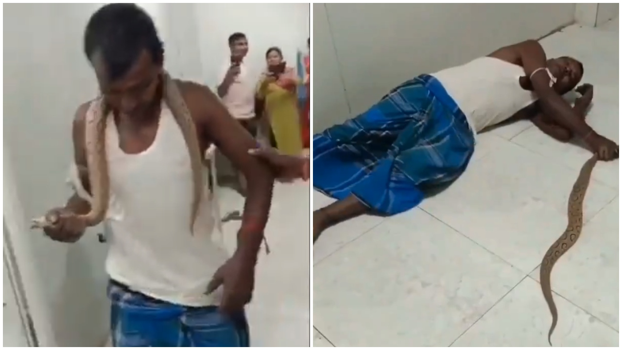 Man bitten by Russell's Viper walks into Bihar hospital, brings snake along too