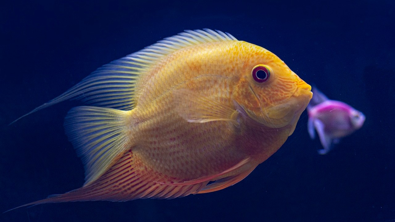 A twist in genes turns fish into better fathers