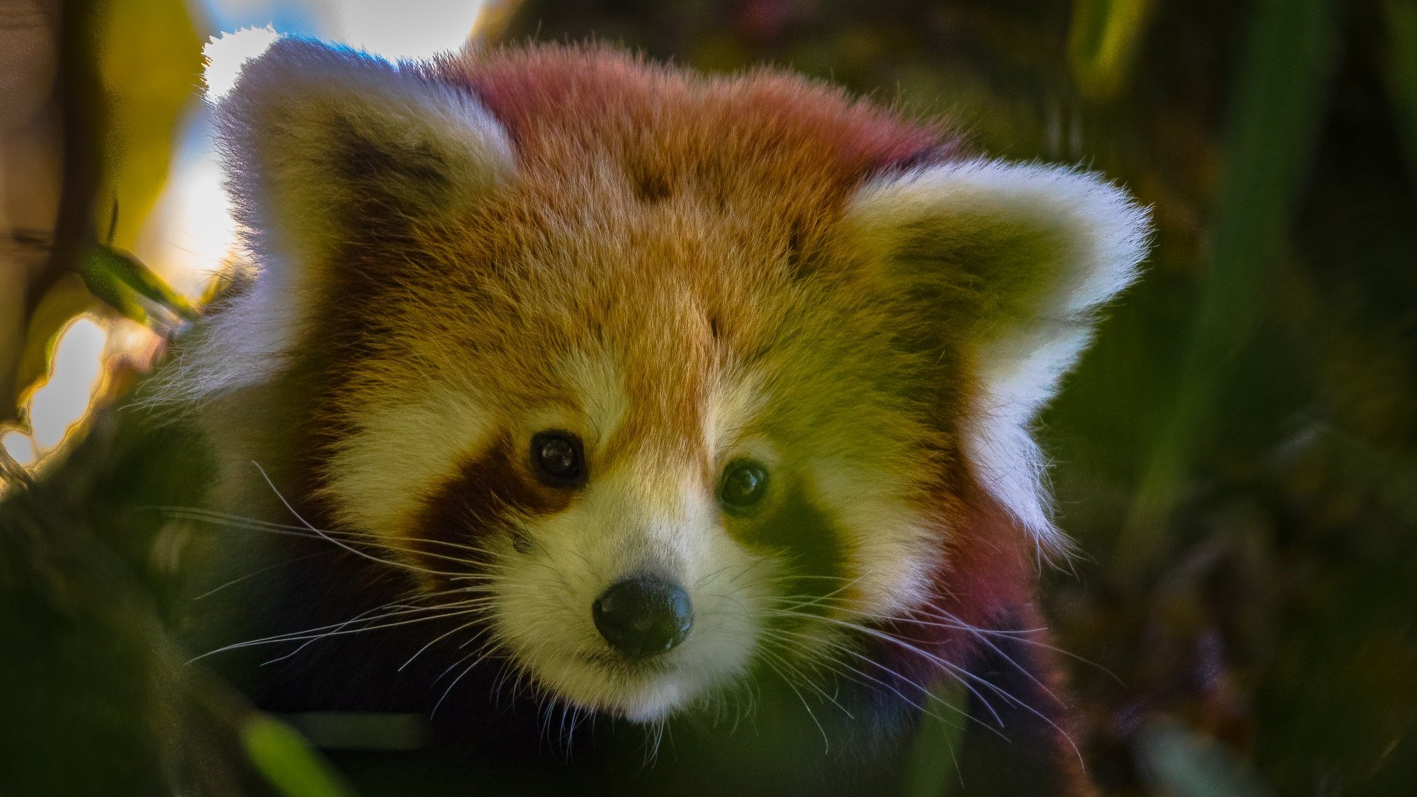 Finding firefoxes in Singalila