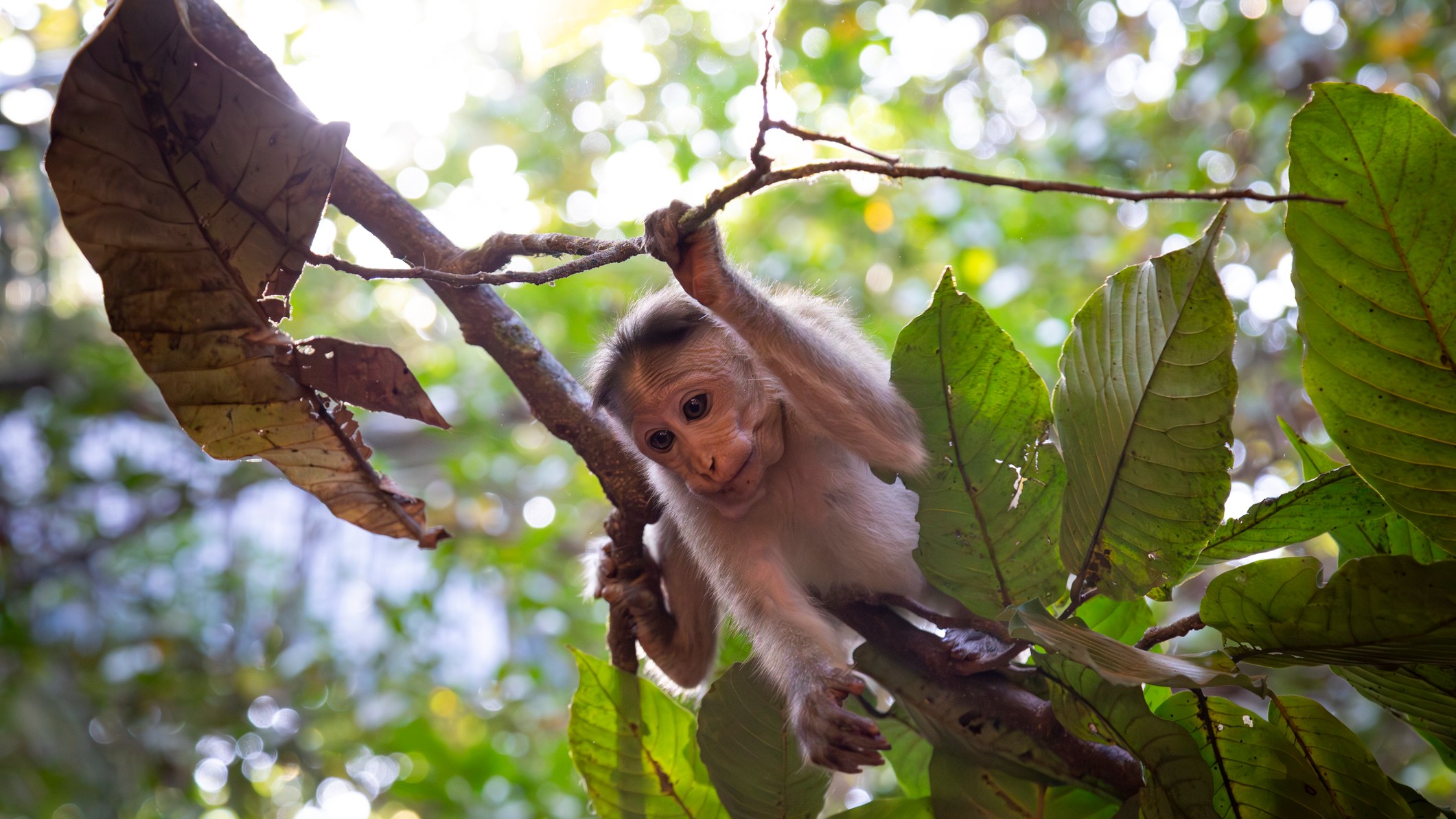 Hong Kong authorities say soil infection killed monkeys, as 11th dies
