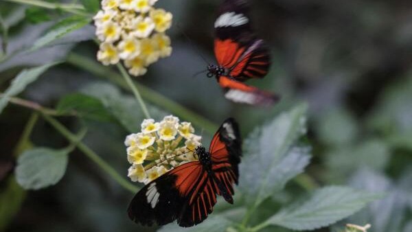 Climate change a worry for Greece's hungry butterflies