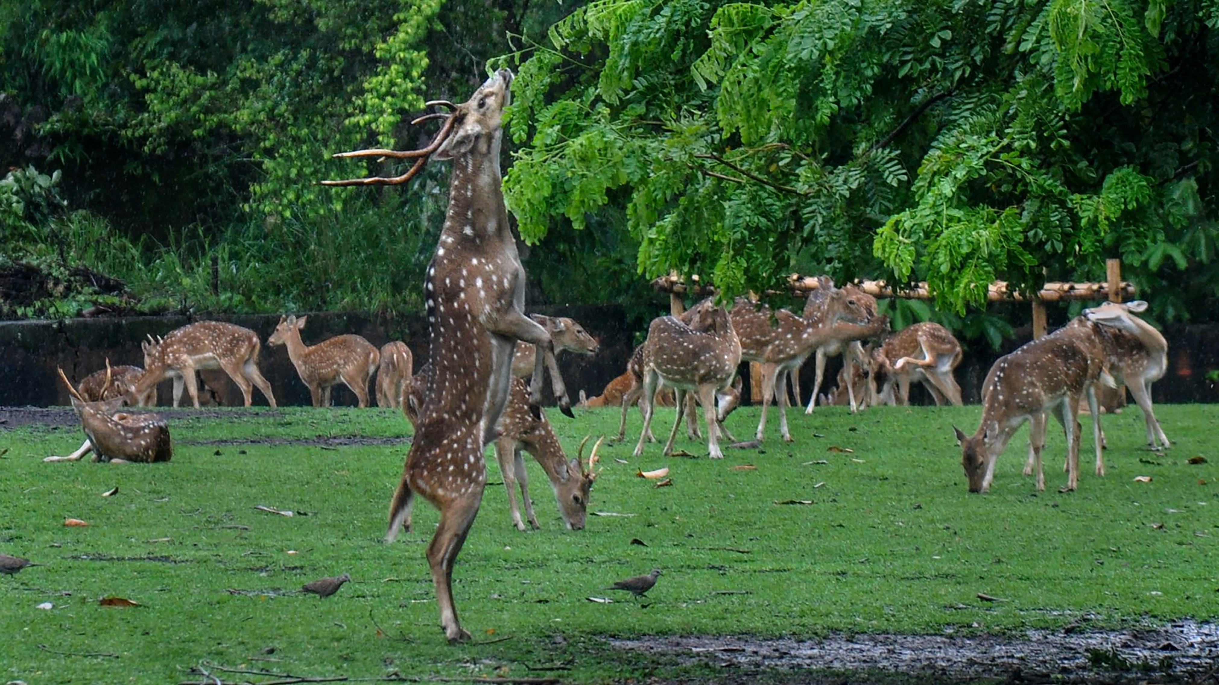 Cheetahs for MP's Gandhisagar Sanctuary: 28 spotted deer released to increase prey base
