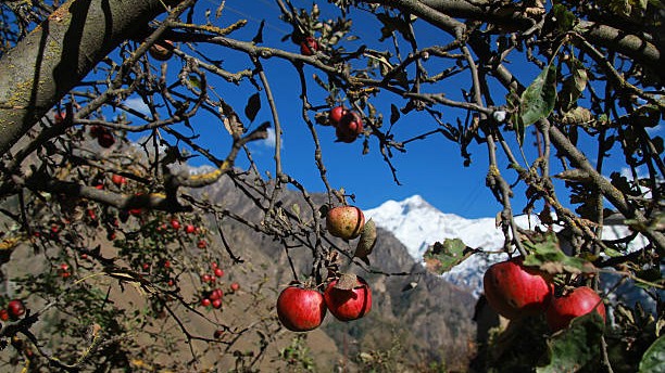 Changing climatic conditions reducing traditional fruit yields in Uttarakhand: Study