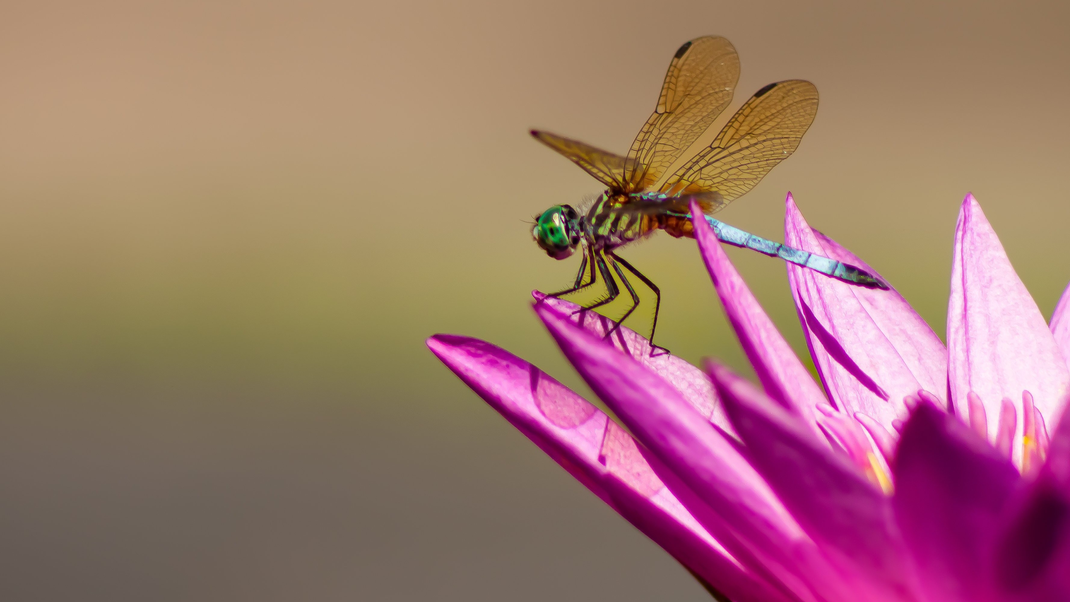 MIT-World Peace University study changes in Pune’s dragonfly populations over time