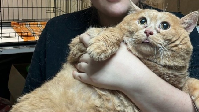 World's heaviest cat, Crumbs, dies weeks after joining weight-loss program