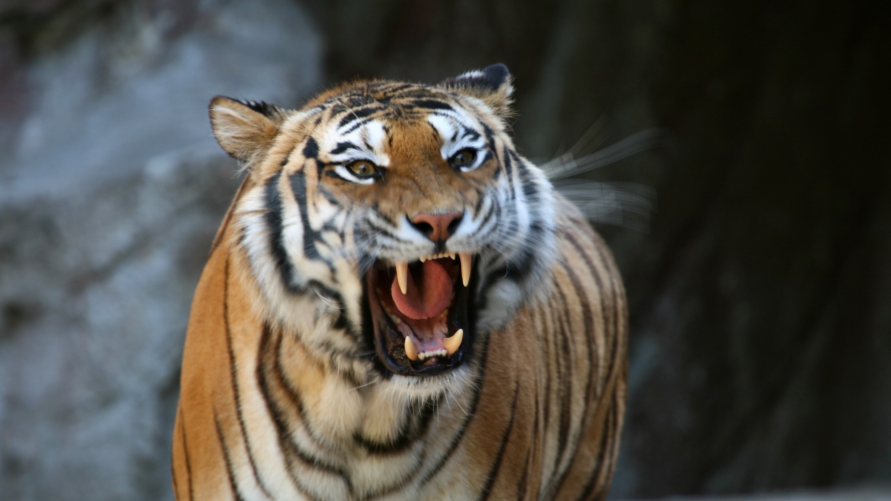 Farm labourer mauled to death by tiger in UP's Lakhimpur Kheri