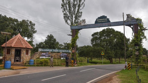 Forest guard killed in wild jumbo attack at Bandipur National Park