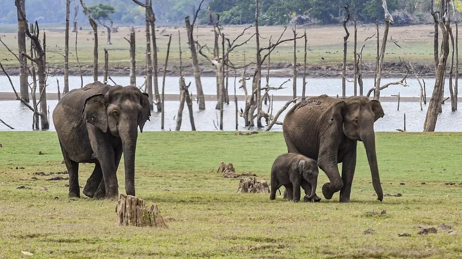 After Madhya Pradesh, Odisha sees 'unnatural' deaths of 50 elephants in 2024: Report