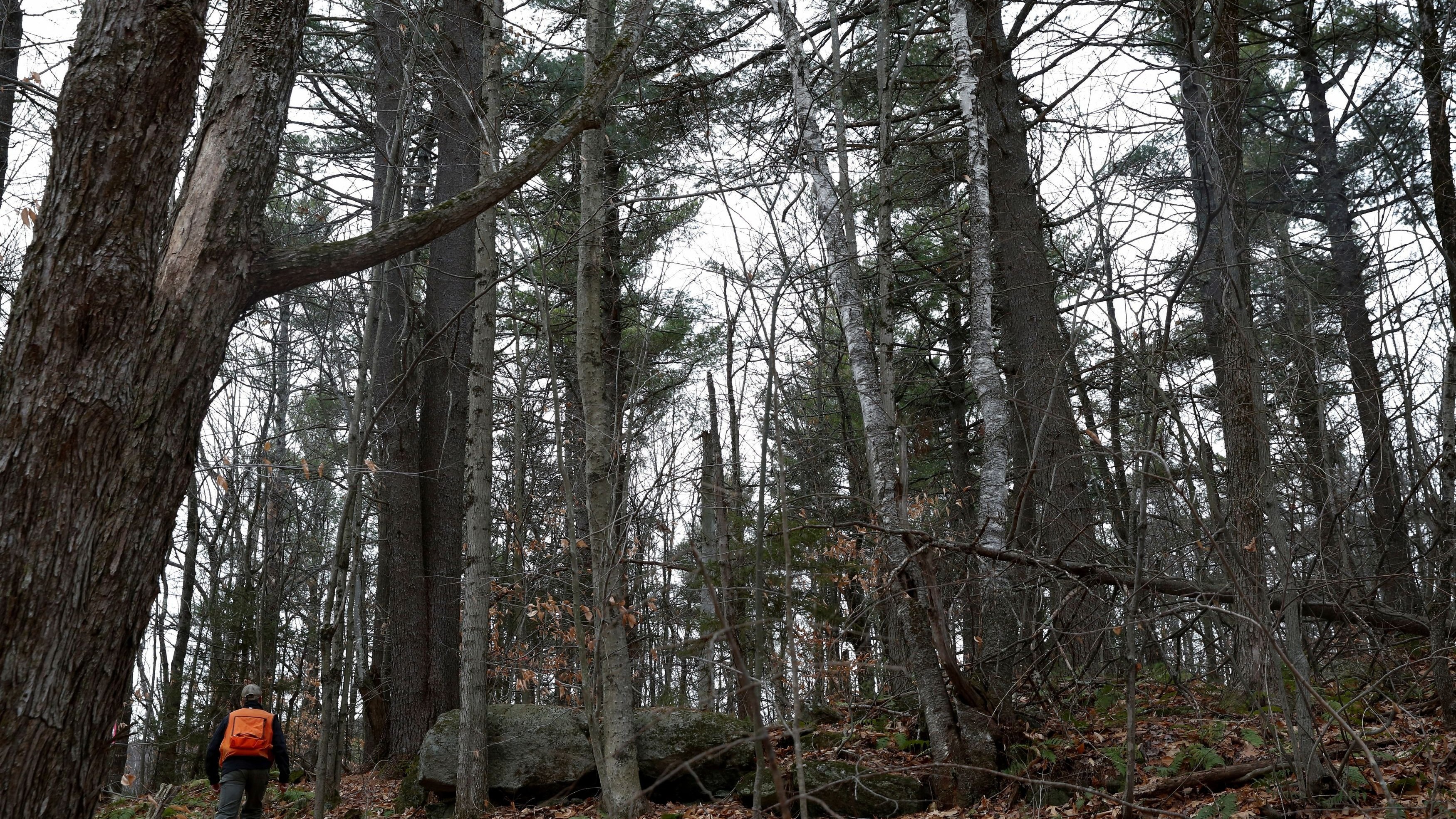 FILE PHOTO: Chris Pryor, director of forest stewardship at New England Forestry Foundation, walks through Hersey Mountain Wilderness in New Hampton, New Hampshire, U.S., December 4, 2020. NEFF worked with Finite Carbon to register carbon offset credits on the forestland with the California Air Resources Board in 2016. Picture taken December 4, 2020.  