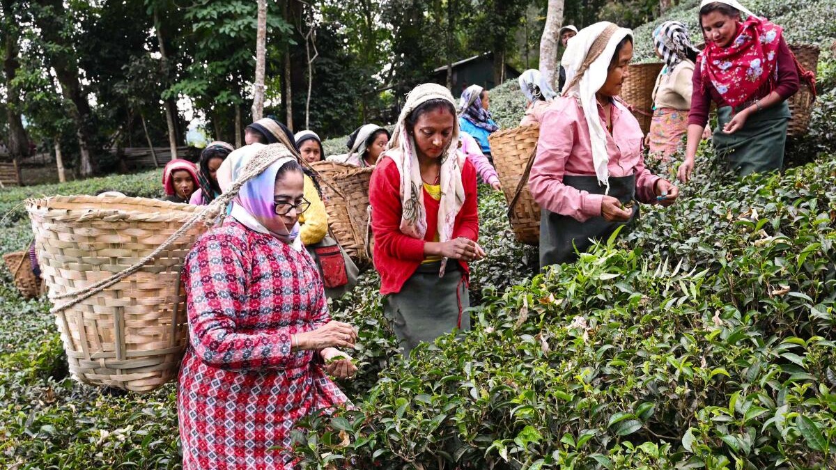 Working on system to stop fake Darjeeling Tea, says Mamata