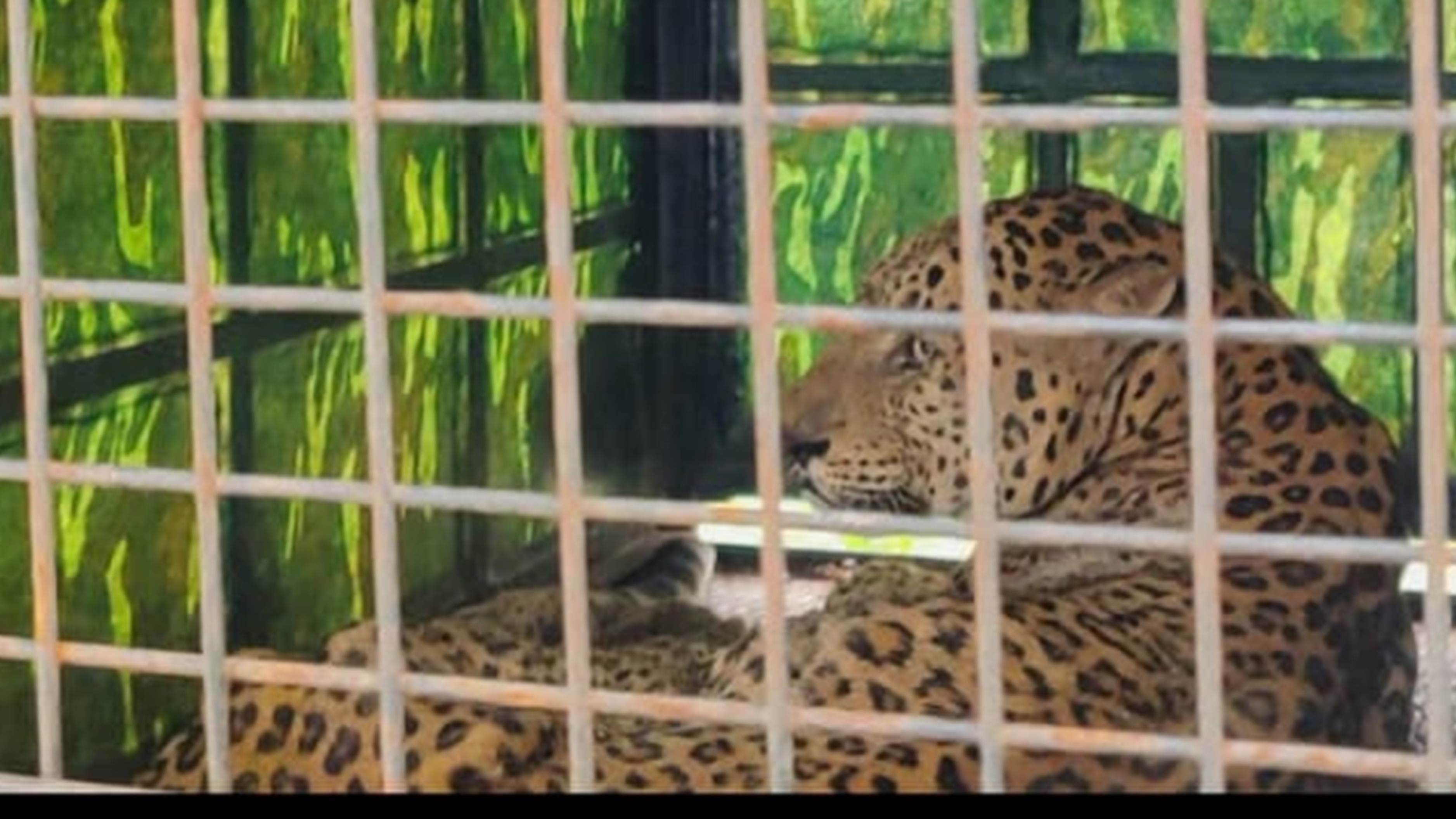 Leopard captured in Karnataka's Birur