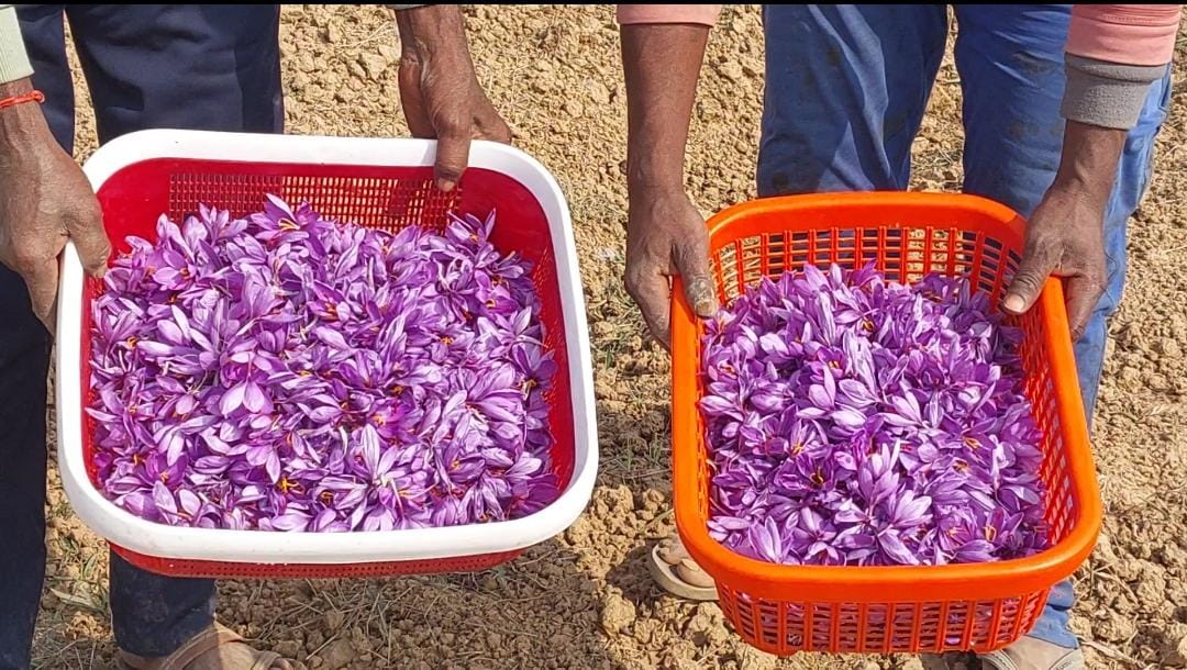 Precious harvest