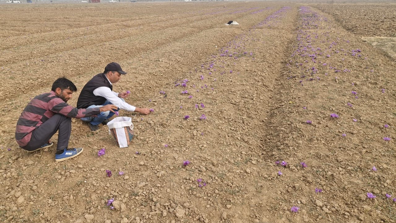 Author (in cap) harvest saffron flowers with a local.  