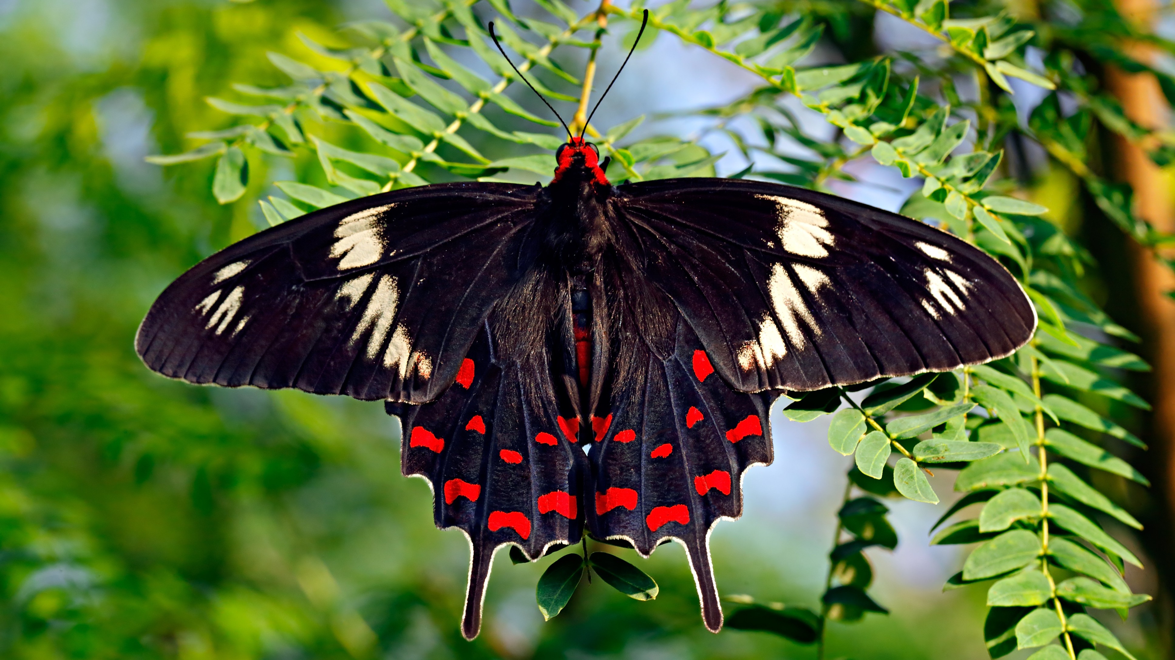 A beauty called Crimson Rose