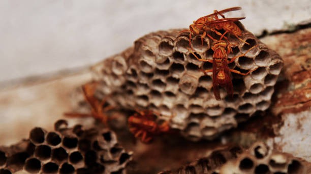 Himachal man dies after being stung by hornets in Bilaspur