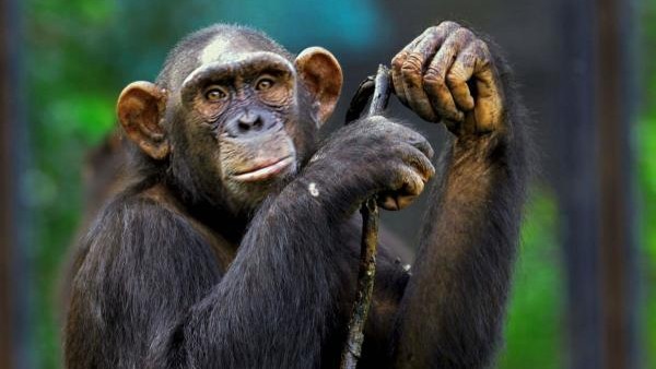 Animals have a taste for alcohol, too