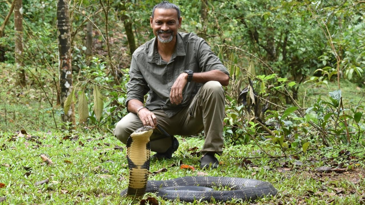 Research finds new species of king cobra