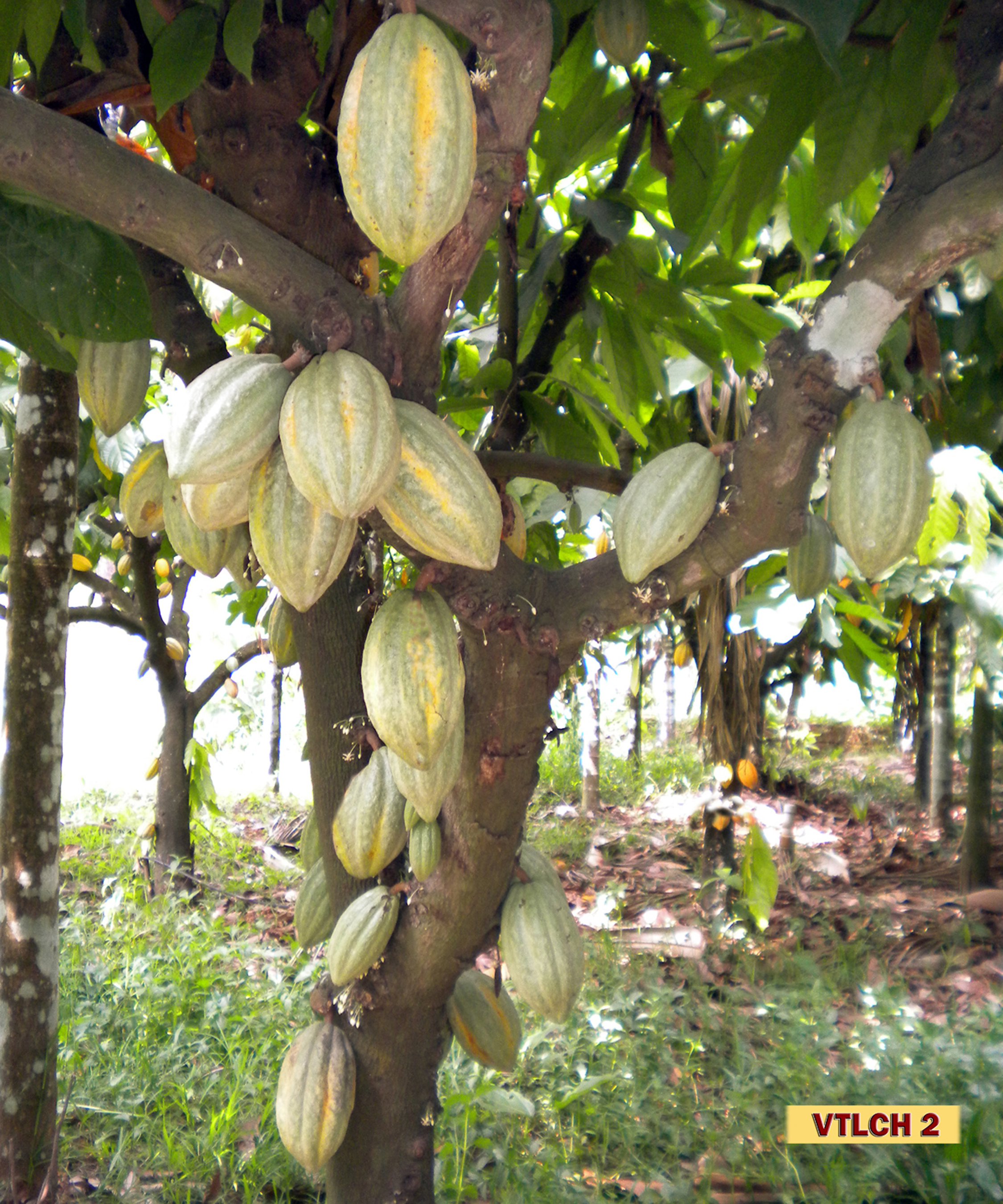 Cacao pods on the tree.