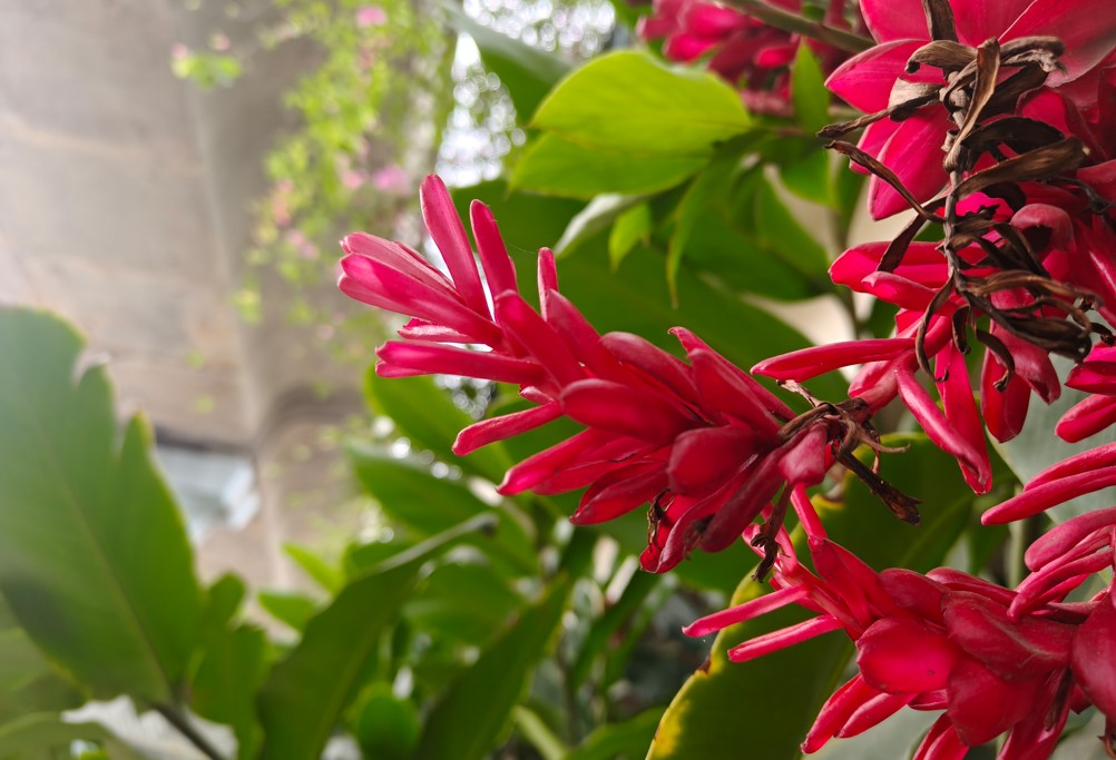 Oppo Find X8's camera sample.