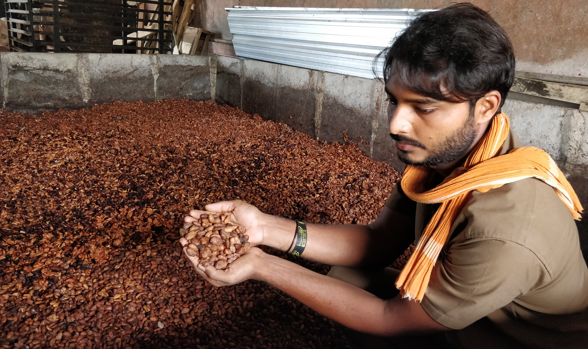 Cocoa beans stored at the Kadamba Marketing facility in Sirsi.