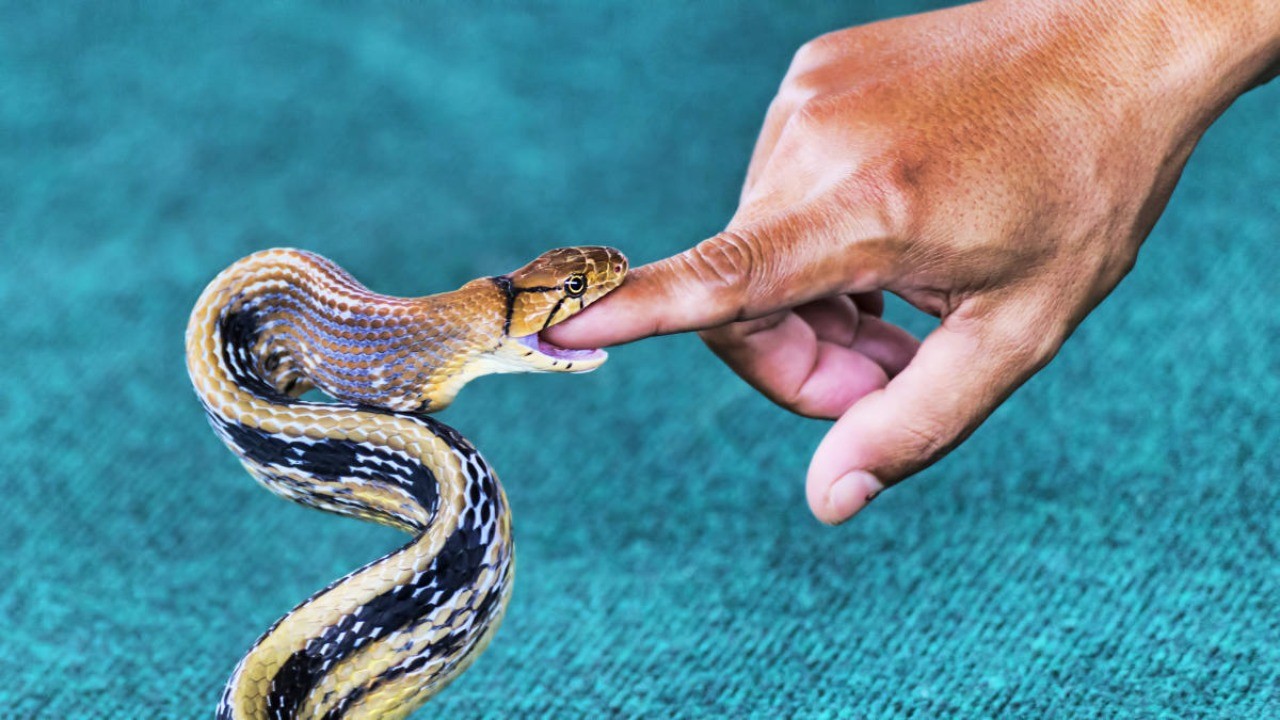 Centre requests states to declare snakebite cases as 'notifiable disease'