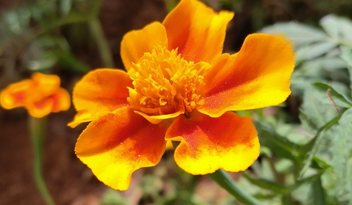 Xiaomi Redmi A4 5G's camera sample.