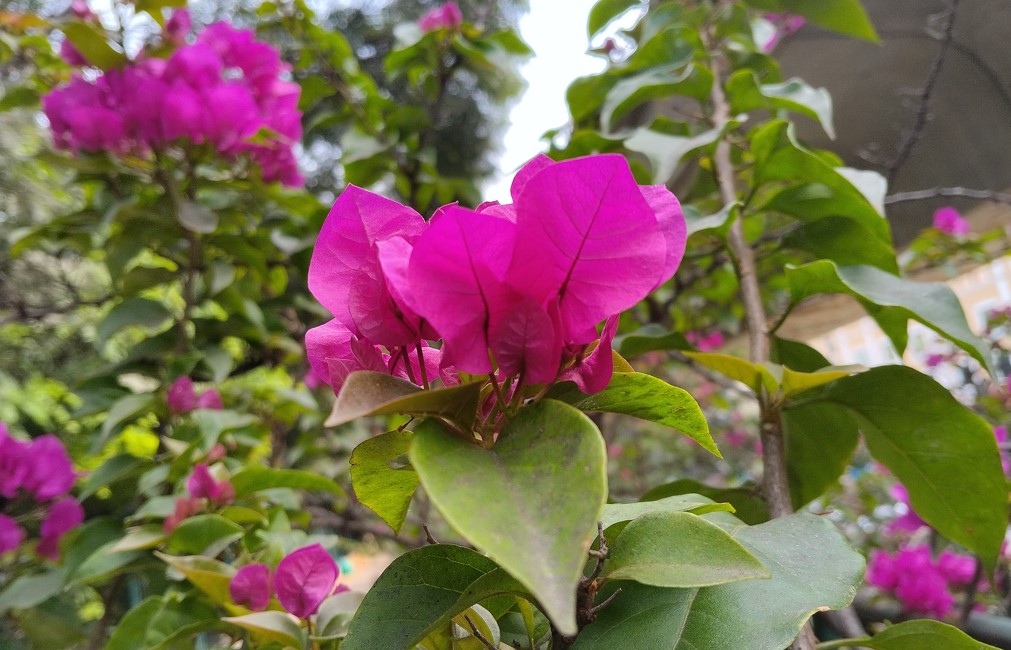 Xiaomi Redmi A4 5G's camera sample.