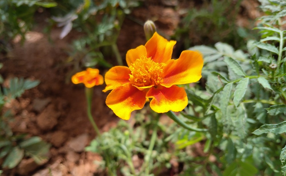 Xiaomi Redmi A4 5G's camera sample.