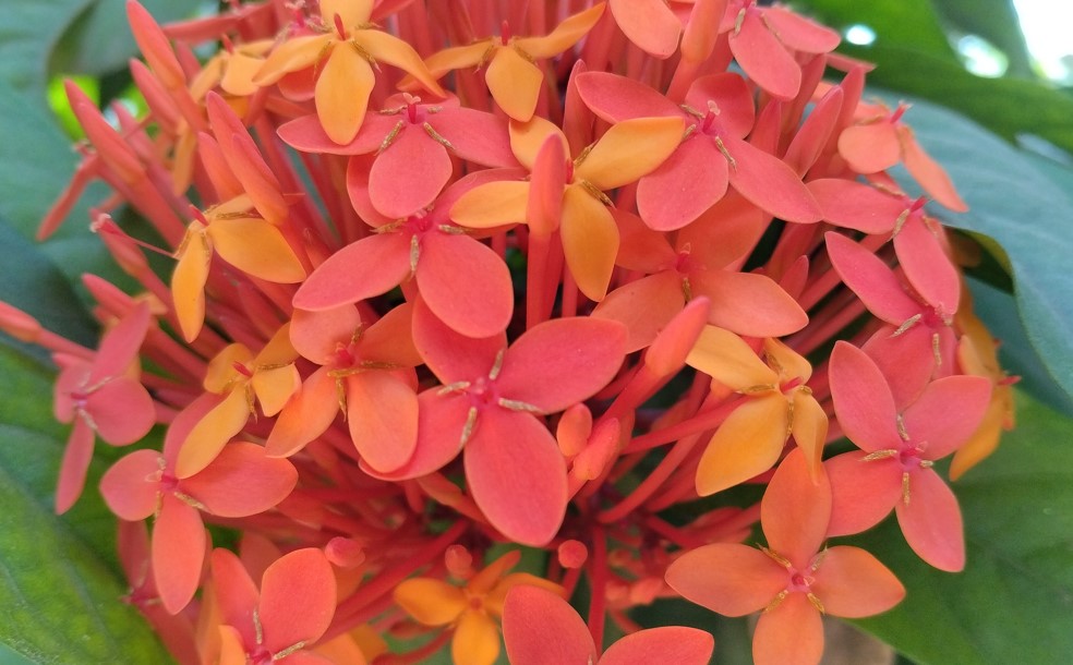 Xiaomi Redmi A4 5G's camera sample.