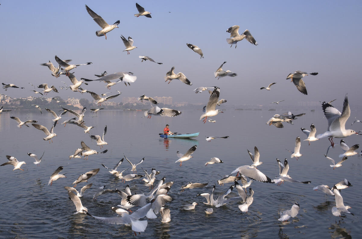 A flock of seagulls at the Tapi River, in Surat, Gujarat.